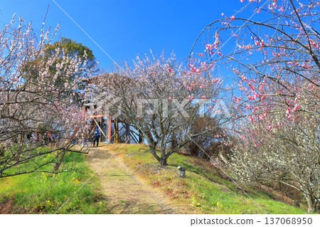 [Ehime Prefecture] The observation deck and plum grove at Nanaori Plum Garden on a clear day 137068950