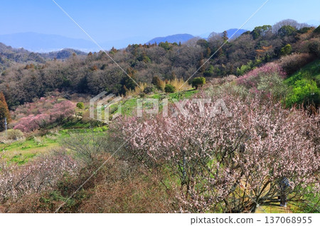 [Ehime Prefecture] A view of Nanaori Plum Garden on a clear day 137068955