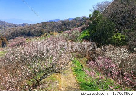 【愛媛郡】晴天的七重梅園景色 137068960