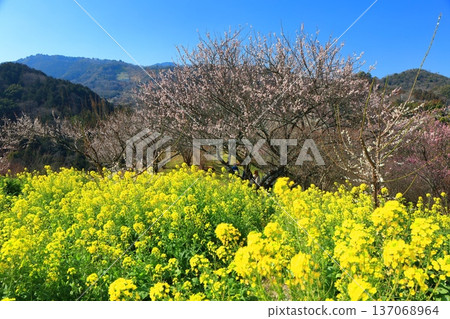 [Ehime Prefecture] Rape blossoms and plum groves at Nanaori Plum Garden on a sunny day 137068964