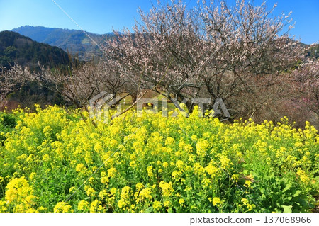 【愛媛郡】晴天裡的七重梅園，油菜花和梅樹林 137068966