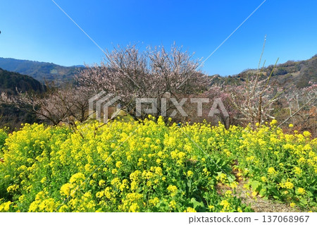 【愛媛郡】晴天裡的七重梅園，油菜花和梅樹林 137068967