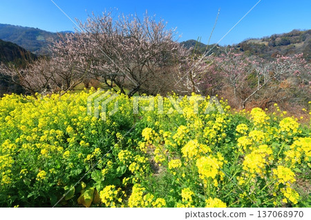 【愛媛郡】晴天裡的七重梅園,油菜花和梅樹林 【愛媛郡】晴天裡的七重梅園,油菜花和梅樹林 137068970