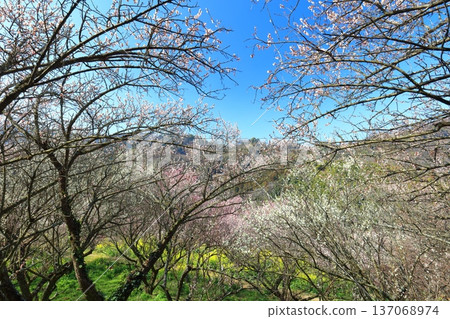 【愛媛郡】晴天裡的七重梅園,油菜花和梅樹林 【愛媛郡】晴天裡的七重梅園,油菜花和梅樹林 137068974