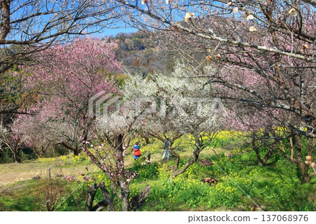 [Ehime Prefecture] Rape blossoms and plum groves at Nanaori Plum Garden on a sunny day 137068976