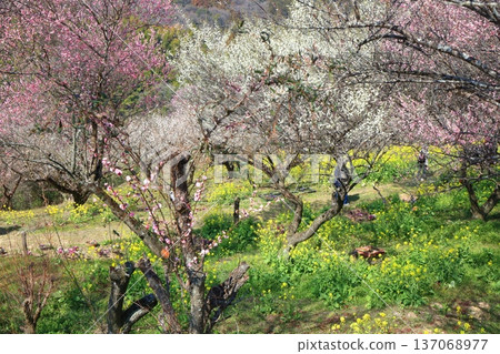 [Ehime Prefecture] Rape blossoms and plum groves at Nanaori Plum Garden on a sunny day 137068977