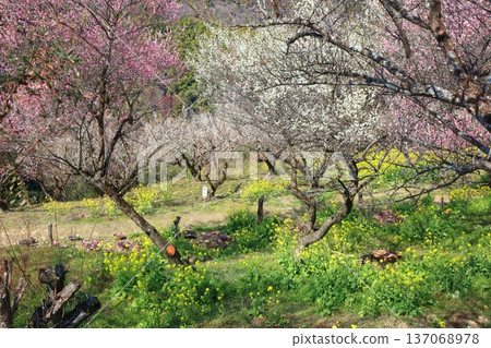[Ehime Prefecture] Rape blossoms and plum groves at Nanaori Plum Garden on a sunny day 137068978