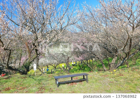 【愛媛郡】晴天裡的七重梅園,油菜花和梅樹林 【愛媛郡】晴天裡的七重梅園,油菜花和梅樹林 137068982