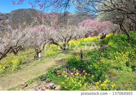 [Ehime Prefecture] Rape blossoms and plum groves at Nanaori Plum Garden on a sunny day 137068985