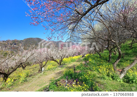 【愛媛郡】晴天裡的七重梅園,油菜花和梅樹林 【愛媛郡】晴天裡的七重梅園,油菜花和梅樹林 137068988