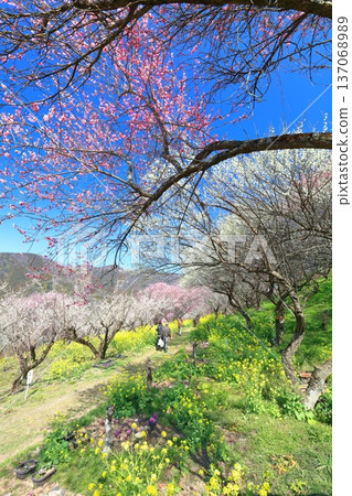 【愛媛郡】晴天裡的七重梅園,油菜花和梅樹林 【愛媛郡】晴天裡的七重梅園,油菜花和梅樹林 137068989