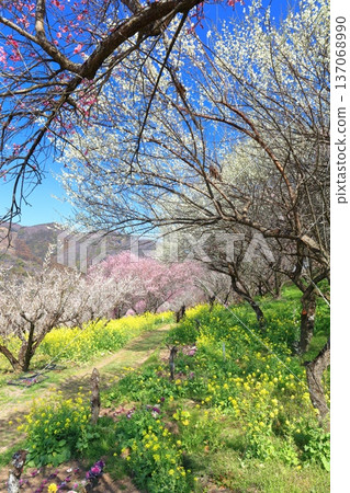 【愛媛郡】晴天裡的七重梅園,油菜花和梅樹林 【愛媛郡】晴天裡的七重梅園,油菜花和梅樹林 137068990
