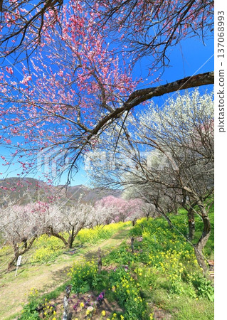 [Ehime Prefecture] Rape blossoms and plum groves at Nanaori Plum Garden on a sunny day 137068993