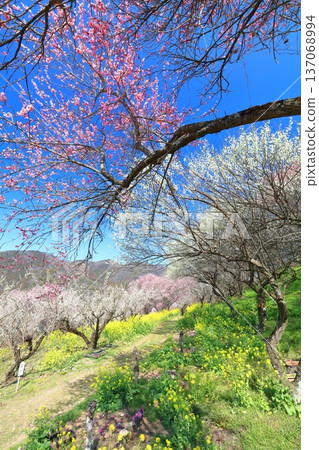 【愛媛郡】晴天裡的七重梅園，油菜花和梅樹林 137068994