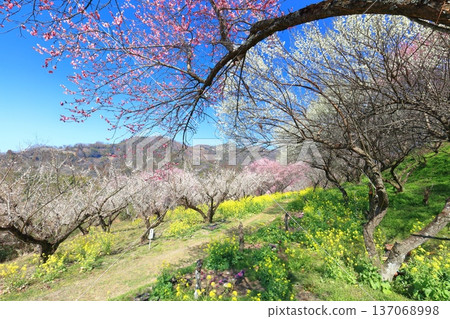 [Ehime Prefecture] Rape blossoms and plum groves at Nanaori Plum Garden on a sunny day 137068998