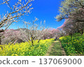 【愛媛郡】晴天裡的七重梅園，油菜花和梅樹林 137069000