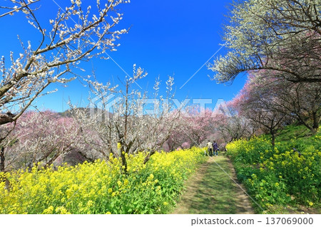 [Ehime Prefecture] Rape blossoms and plum groves at Nanaori Plum Garden on a sunny day 137069000