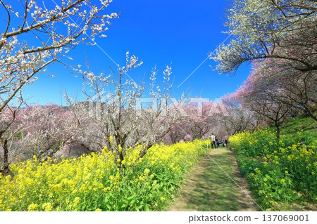 【愛媛郡】晴天裡的七重梅園,油菜花和梅樹林 【愛媛郡】晴天裡的七重梅園,油菜花和梅樹林 137069001
