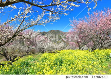 【愛媛郡】晴天裡的七重梅園，油菜花和梅樹林 137069002