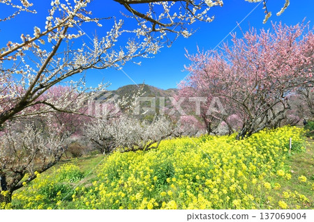 [Ehime Prefecture] Rape blossoms and plum groves at Nanaori Plum Garden on a sunny day 137069004