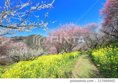 【愛媛郡】晴天裡的七重梅園，油菜花和梅樹林 137069005