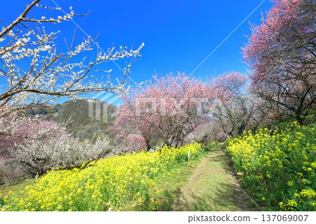 [Ehime Prefecture] Rape blossoms and plum groves at Nanaori Plum Garden on a sunny day 137069007