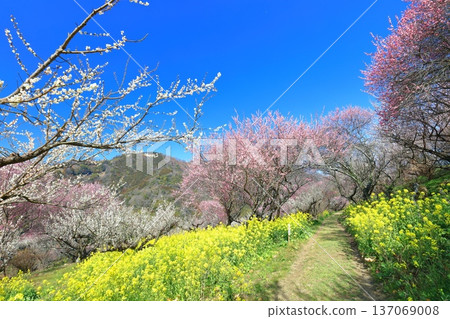 【愛媛郡】晴天裡的七重梅園，油菜花和梅樹林 137069008