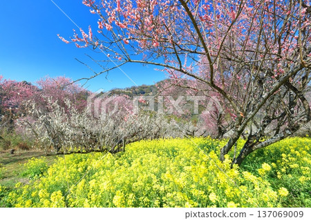 【愛媛郡】晴天裡的七重梅園，油菜花和梅樹林 137069009