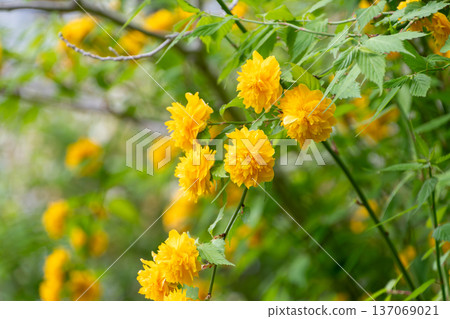 A beautiful, vibrant yellow double-flowered kerria in full bloom 137069021