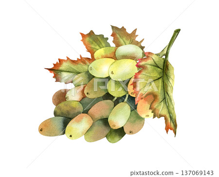 Hand drawn watercolor grape branch, grapevine with leaves. Hand drawn watercolor grape branch, grapevine with leaves. 137069143