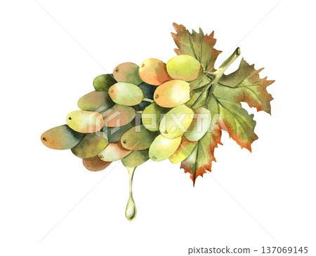 Watercolor lush grape vine with drop of oil, side view. Branch of green grape with leaves. Freshly pressed, natural ingredient. For cold-pressed oil label, cosmetic packaging, design. Isolated object Watercolor lush grape vine with drop of oil, side view. Branch of green grape with leaves. Freshly pressed, natural ingredient. For cold-pressed oil label, cosmetic packaging, design. Isolated object 137069145