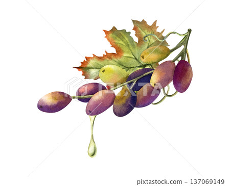 Ripe black grapes with a drop of oil. Ripe black grapes with a drop of oil. 137069149