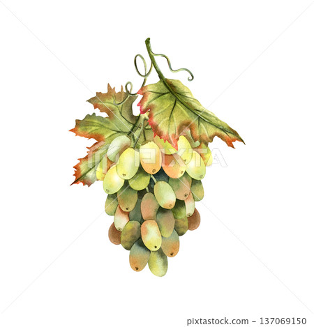 Watercolor grape branch, grapevine with leaves. 137069150