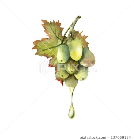 Grape seed oil drips from a juicy grape branch. Grape seed oil drips from a juicy grape branch. 137069154