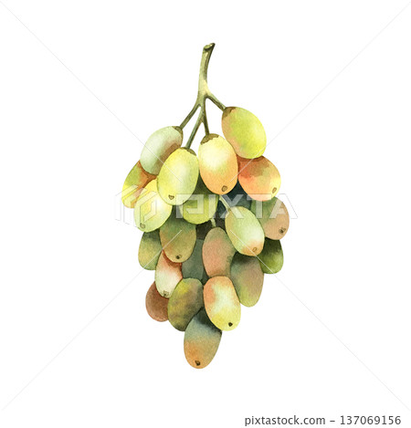 Watercolor illustration of green grape branch isolated on white background. Watercolor illustration of green grape branch isolated on white background. 137069156