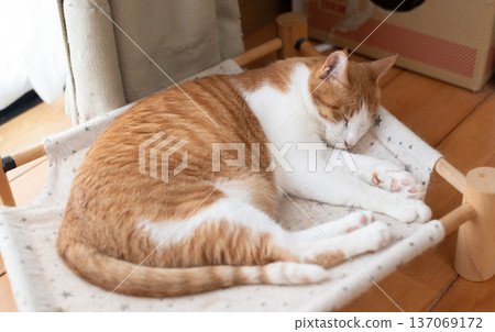 Sleeping cat brown tiger white 137069172