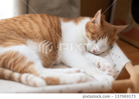 睡貓棕虎白 137069173