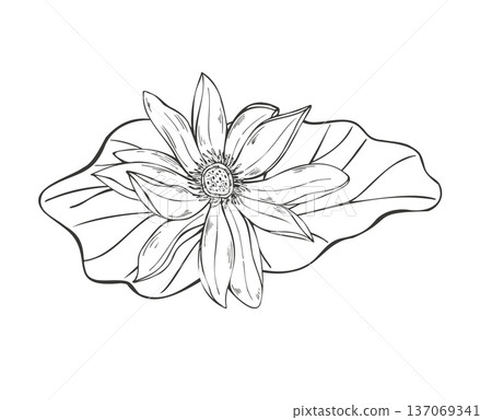 Lotus flower head on leaf vector isolated black inks illustration. Water lily, Indian lotus or sacred lotus etching drawing. Hand drawn Asian floral composition for poster, cards, logo, label Lotus flower head on leaf vector isolated black inks illustration. Water lily, Indian lotus or sacred lotus etching drawing. Hand drawn Asian floral composition for poster, cards, logo, label 137069341