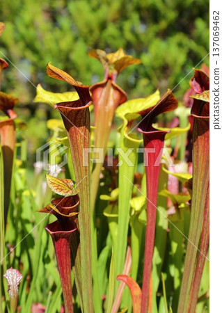 Salacenia Salacenia 137069462