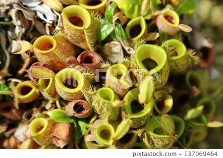 Salacenia Salacenia 137069464