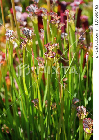 Salacenia 137069465