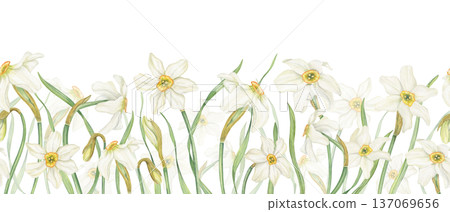 Watercolor Daffodils seamless horizontal banner on isolated background. Hand drawn spring white narcissus flowers in blossom Floral pattern for Easter textile, kitchen decor, web design. 137069656
