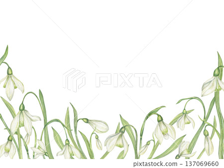 Spring Snowdrops watercolor horizontal border on isolated background. White Galanthus flower frame with copy space for text. Floral composition for greeting card, wedding invitation, packaging. 137069660