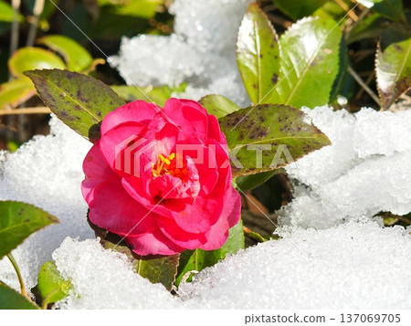雪中盛開的紅色山茶花 137069705