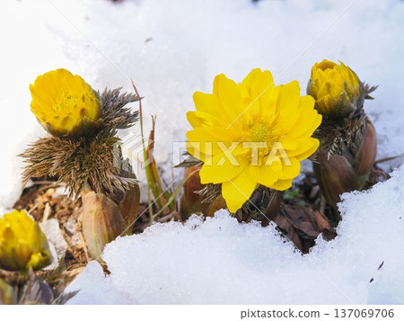 福州草盛開在雪中 137069706
