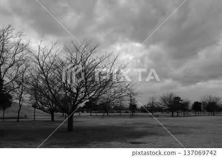 Cloudy sky and dead tree 137069742