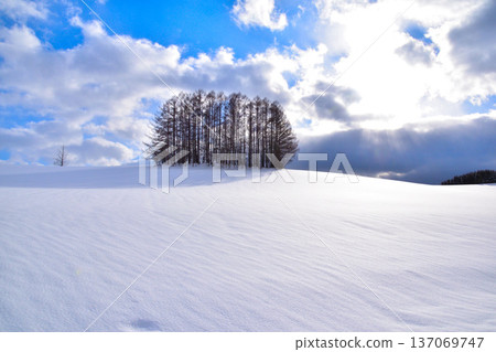 冬季美瑛鎮溫和七山 冬季美瑛鎮溫和七山 137069747