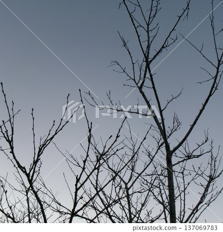 Silhouette of a dead tree standing against the winter sky Silhouette of a dead tree standing against the winter sky 137069783