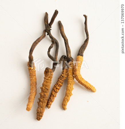 Cordyceps sinensis or Ophiocordyceps sinensis isolated on white background, mushroom herb treatment medicine. Cordyceps sinensis or Ophiocordyceps sinensis isolated on white background, mushroom herb treatment medicine. 137069970
