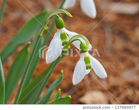 白色雪花蓮 白色雪花蓮 137069977
